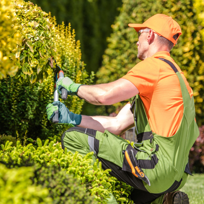 Essential Lawn Care and Maintenance
